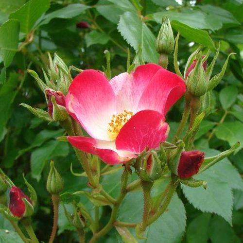 Rosa Bukavu® - blanco - rojo - Árbol de Rosas Miniatura - rosal de pie alto- forma de corona tupida